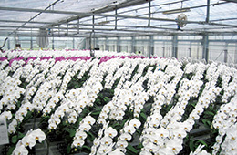 赤平オーキッドの胡蝶蘭栽培は東北以北最大級の規模。